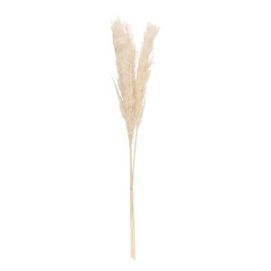 Viksvos (pampos) džiovintos natūralios (baltos sp.) 3 vnt 110 cm 333970
