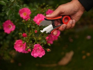 Žirklės gėlėms  su spyglių nuėmėju D6 mm 13 cm YT-87850 YATO
