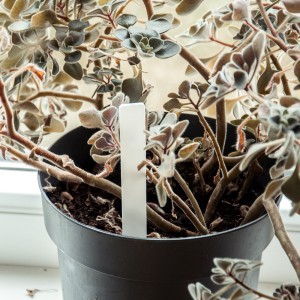 Žymekliai augalams įsmeigiami balti 30 vnt. 12 cm Gardenita (48)