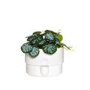 Vazonas keramikinis 19x20x13,5 cm balta sp., laistymo sistema 4Living 633716