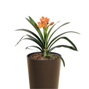 Vazonas TUBUS SLIM ECO WOOD 27/15 L D300xH572 mm kavos sp. Prosperplast