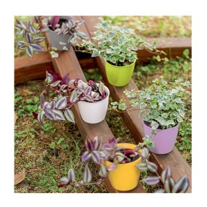 Vazonas ACADEMY 0,7 l D11xH10 cm (mix) Italija STEFANPLAST 75101