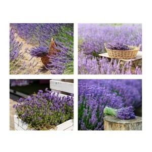 Paveikslas Levandos 40x50x2 cm (mix 4) 8445393573298