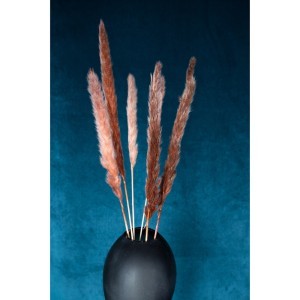 Dirbtinė gėlė kortiderija 6 vnt (pampos) 77 cm ruda PTMD 101671