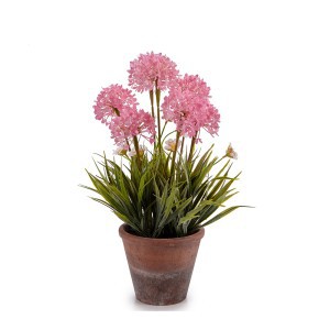 Dekoratyvinis augalas 24x24x43 cm vazone (4 rūšių) Ibergarden 20801