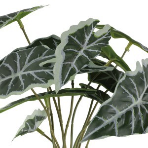 Dekoratyvinis augalas Alokazija D10xH29 cm betoniniame vazone 4Living 633257