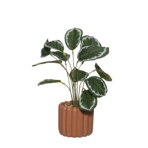 Dekoratyvinis augalas Kalatėja D10xH29 cm betoniniame vazone 4Living 633256