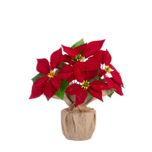 Dekoratyvinė gėlė Puansetija 21x21x26 cm 4Living 649228 KLD