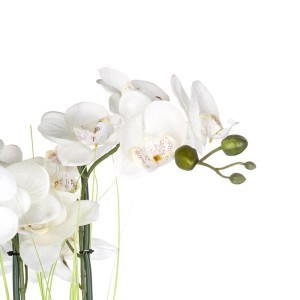 Dekoratyvinis augalas Orchidėja su sidabr. vazonu 38x38x53 cm Atmosphera 136510D