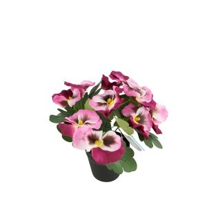 Dekoratyvinis augalas Našlaitės D15xH21 cm plastikiniame vazone 120243