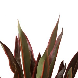 Dekoratyvinis augalas Dracena 40x40x45 cm juodas vazonas 4Living 639187