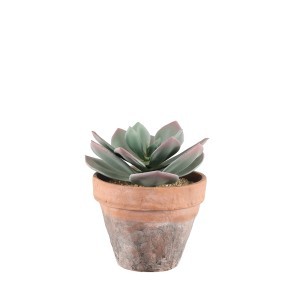 Dekoratyvinis augalas Sukulentas 17x17x20 cm molinis vazonas 4Living 602938