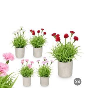 Dekoratyvinis augalas Gvazdikas su vazonu 18x18x25(8x8x8,5) cm Ibergarden 10909