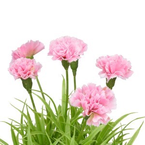 Dekoratyvinis augalas Gvazdikas su vazonu 18x18x25(8x8x8,5) cm Ibergarden 10909