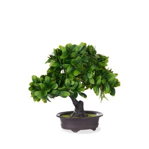 Dekoratyvinis augalas su vazonu Bonsas 14x27x28 cm Ibergarden 82918