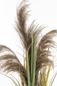 Dekoratyvinė gėlė Miskantas vazonėlyje 120x50x50 cm 153861