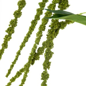 Dekoratyvinė gėlė Burnotis žalias/raudonas (12) h 110 cm