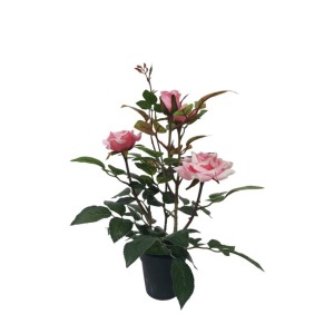 Dekoratyvinė gėlė Žydinti rožė vazonėlyje 35 cm rožinė 8445393206615