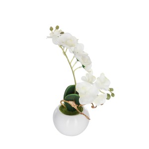 Dekoratyvinis augalas Orchidėja su vazonu 20x20x26 cm (mix) Atmosphera 155716