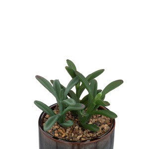 Dekoratyvinis augalas su vazonu Sukulentas 10x10x14 cm Atmosphera 193717B