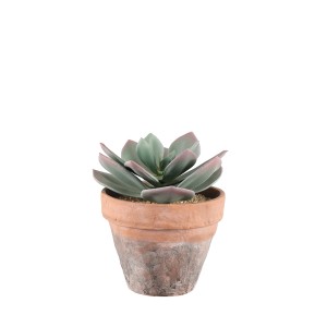Dekoratyvinis augalas Sukulentas 17x17x20 cm molinis vazonas 4Living 602938
