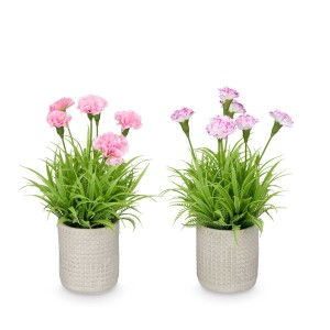 Dekoratyvinis augalas Gvazdikas su vazonu 18x18x25(8x8x8,5) cm Ibergarden 10909