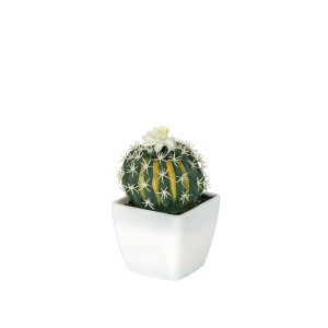 Dekoratyvinė gėlė Sukulentas vazonėlyje 13 cm (4 rūšių) 8445393394978
