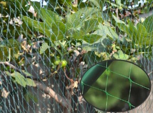 Tinklas apsaugai nuo paukščių žalias 15g/m2  8x14 m 25x25 mm su16 kaiSTK6427canc