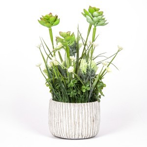 Dekoratyvinis augalas 15x15x40 cm vazone (3 rūšių) Ibergarden 20803