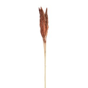 Dirbtinė gėlė kortiderija 6 vnt (pampos) 77 cm ruda PTMD 101671