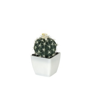 Dekoratyvinė gėlė Sukulentas vazonėlyje 13 cm (4 rūšių) 8445393394978