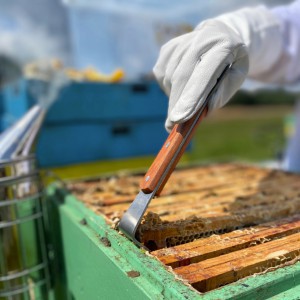 Rankena bičių rėmelių atskyrimui nerūd. plieno 26 cm BEE3820 (6)