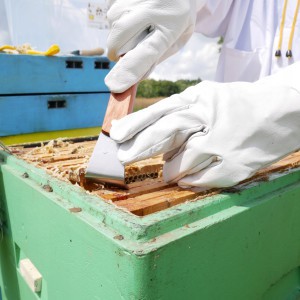 Rankena bičių rėmelių atskyrimui nerūd. plieno 26 cm BEE3820 (6)