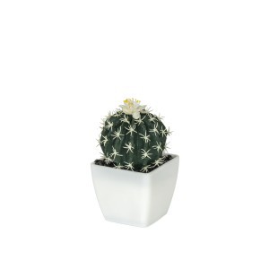 Dekoratyvinė gėlė Sukulentas vazonėlyje 13 cm (4 rūšių) 8445393394978